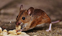 24 Hour & Emergency Exterminators in Rockbridge, OH